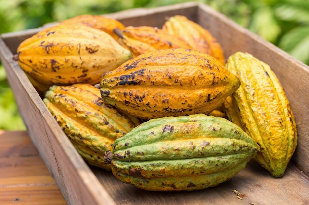 Fruta del cacao, habas de cacao sin procesar, vaina del cacao en fondo de madera