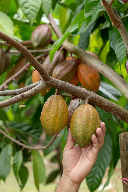 Fruta del cacao, vaina de cacao fresco en las manos