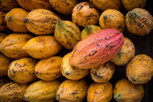 Fruta del cacao