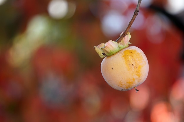 Fruta del caqui en el árbol de kaki