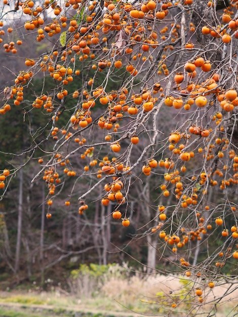 Fruta del caqui en árbol en otoño de Japón.