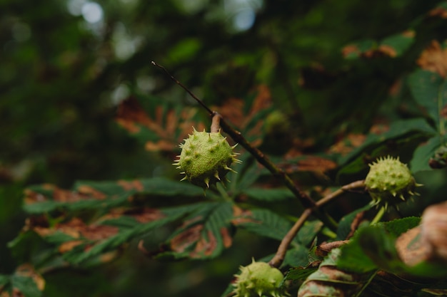 fruta de castaño en un árbol