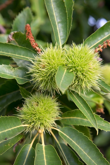 Fruta de castaño de indias en el árbol