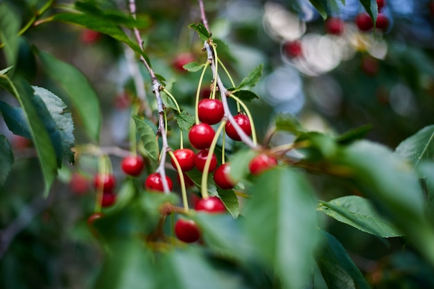 Fruta cereja em uma árvore perto