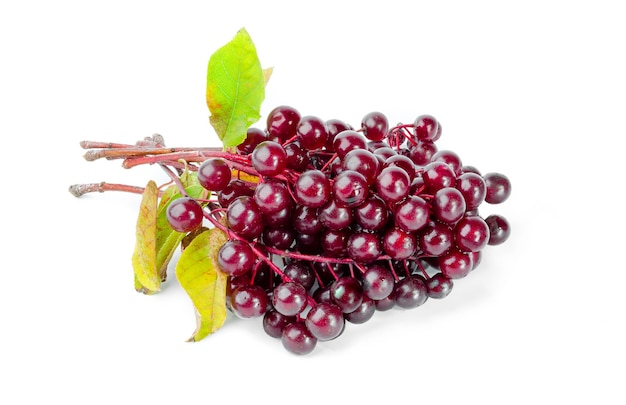 Foto fruta de cereza de pájaro sobre un fondo blanco.