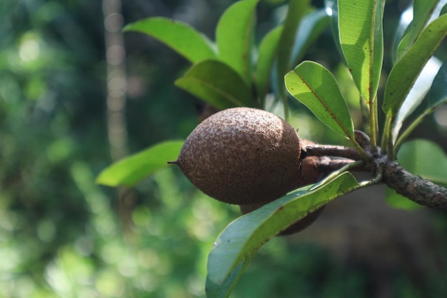 Fruta de chicozapote en el árbol