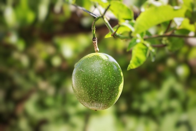 Fruta Ciplukan, uma pequena fruta que tem muitos benefícios