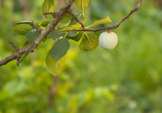 Una fruta de ciruela en el fondo verde del árbol