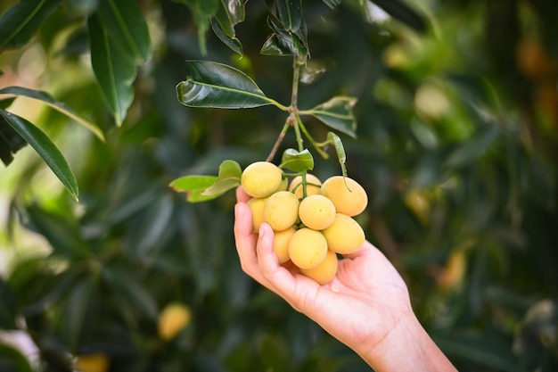 Fruta de ciruela mariana en ciruelo mariano en el huerto de frutas tropicales del jardín Nombre en Tailandia Ciruela mariana amarilla dulce Maprang Plango o Mayong chid