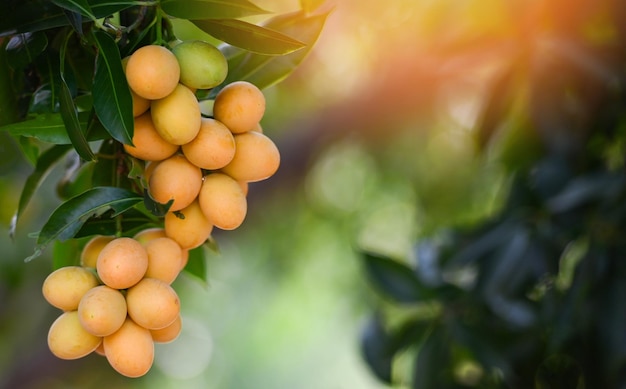 Fruta de ciruela mariana en ciruelo mariano en el jardín huerta de frutas tropicales Nombre en Tailandia Ciruela mariana amarilla dulce Maprang Plango o Mayong chid