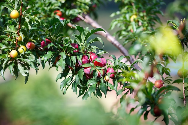 Fruta ciruela roja madura en el árbol