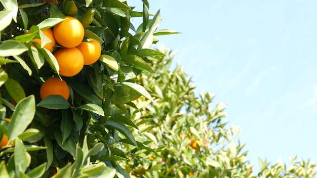 Fruta cítrica naranja en árbol, California, Estados Unidos. Jardín de primavera, plantación agrícola local estadounidense, horticultura familiar. Jugosas hojas frescas, cosecha tropical exótica en rama. Cielo de primavera.