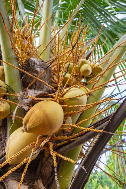 Fruta de coco amarillo en cocotero