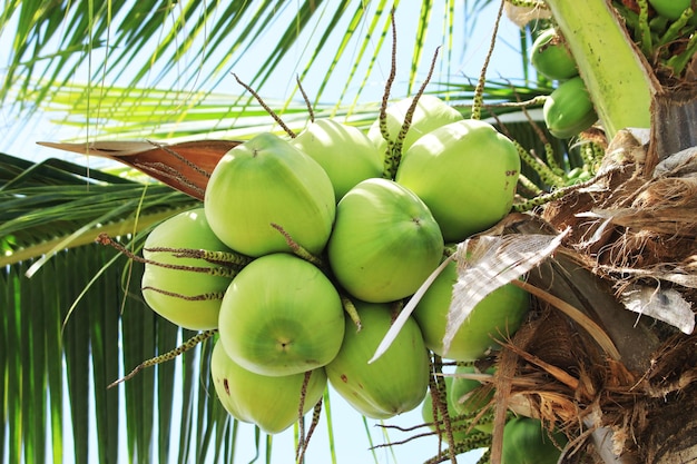 Fruta de coco en el jardín con buen gusto.