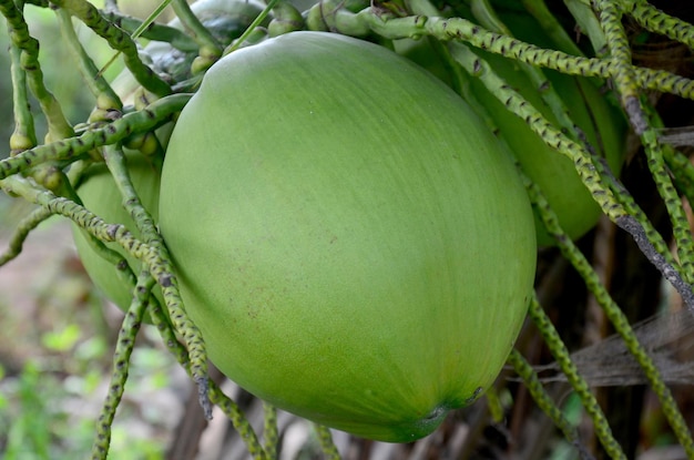 Fruta de coco en la palma de un árbol