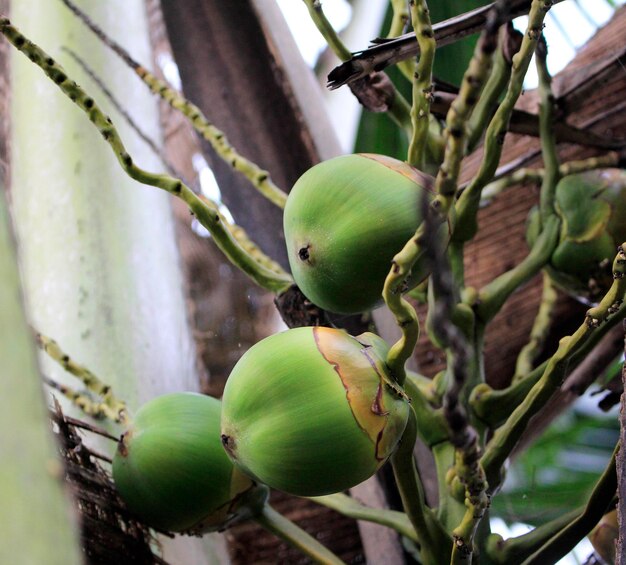 Fruta de coco verde bebé en el árbol