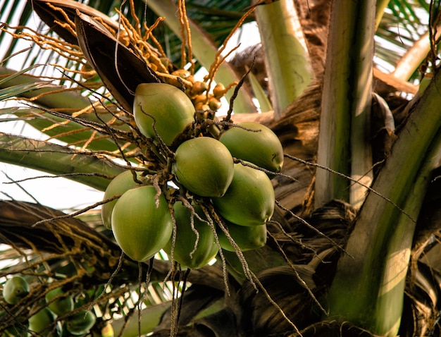 Fruta de coco verde en la palmera Angola África