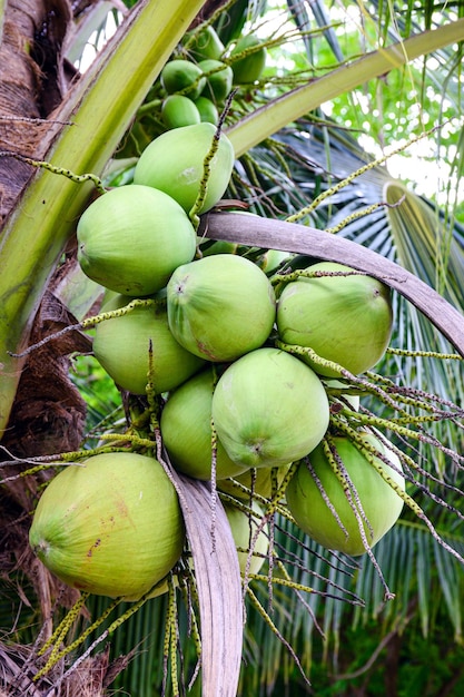 Fruta de cocos verdes jóvenes colgando de un árbol de coco