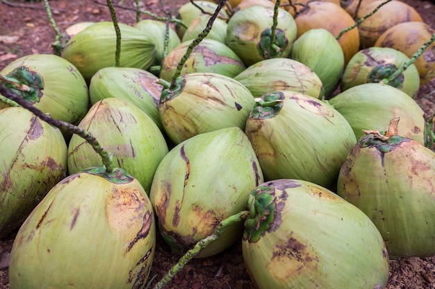 Foto fruta de cocos verdes.