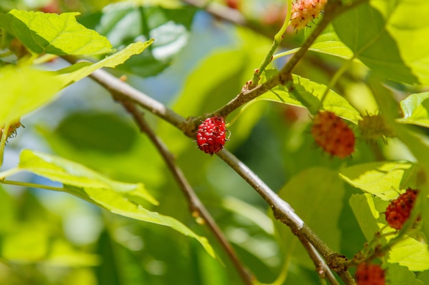 Foto fruta conocida como morera al aire libre en río de janeiro, brasil