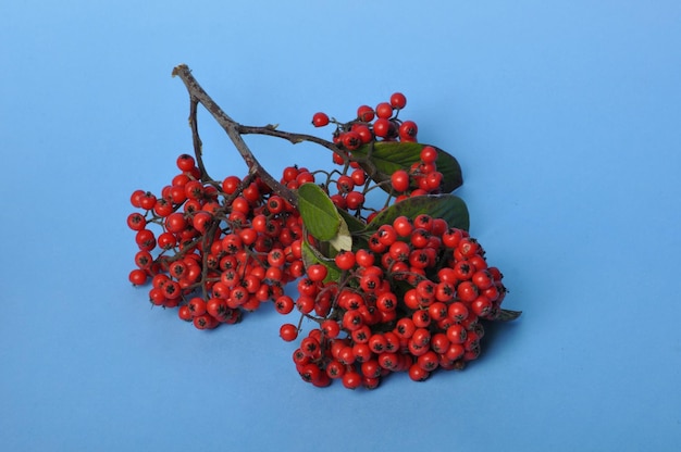 Fruta Cotoneaster em um fundo azul