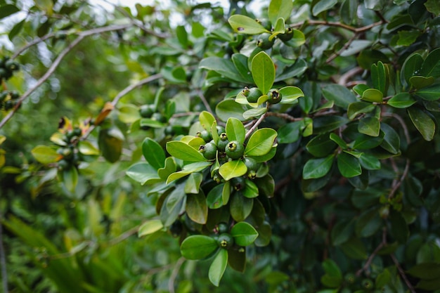 la fruta crece en un árbol granada verde