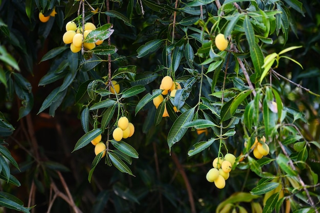 Fruta da ameixa mariana na ameixeira mariana no pomar de frutas tropicais do jardim Nome na Tailândia Doce Amarela Marian Plum Maprang Plango ou Mayong chid