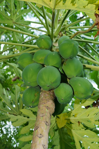 Foto fruta da papaia em uma árvore com as folhas na parte inferior