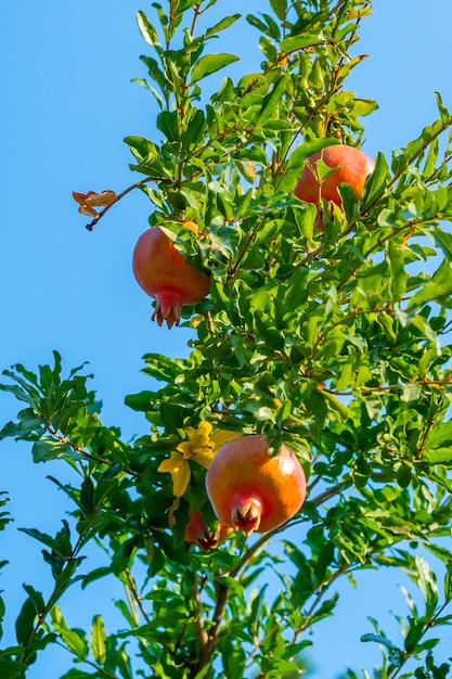 Fruta da romã madura no galho de árvore. natureza, comida