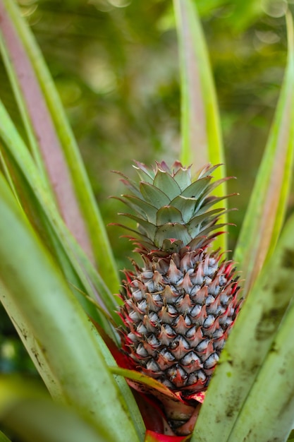 Fruta de abacaxi para fundo verde