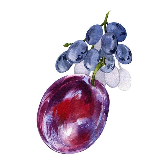 Fruta de ameixa madura crua e uva isolada em ilustração botânica de desenho em aquarela de fundo branco