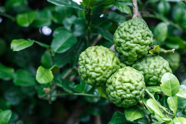 Fruta de bergamota ou Kaffir lime pendurado na árvore