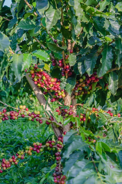 Foto fruta de café pendurado na árvore