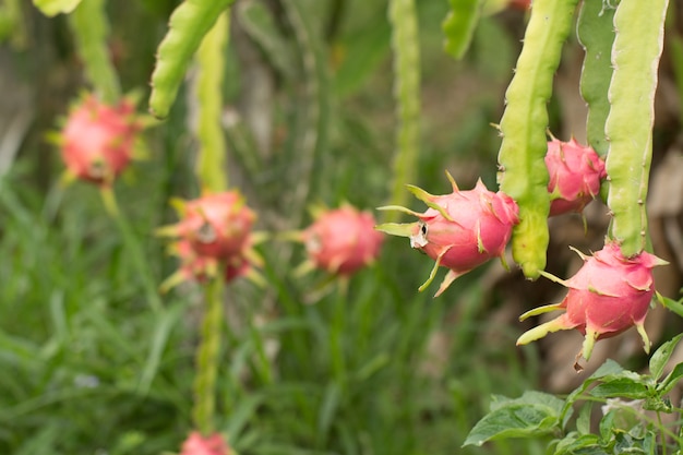 Fruta de dragão na planta, Fruta de Pitaya Cru na árvore, Uma pitaya ou pitahaya é fruto de várias espécies de cactos indígenas das Américas