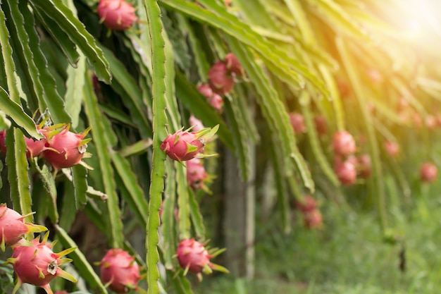 Fruta de dragão na planta, Fruta de Pitaya Cru na árvore, Uma pitaya ou pitahaya é fruto de várias espécies de cactos indígenas das Américas