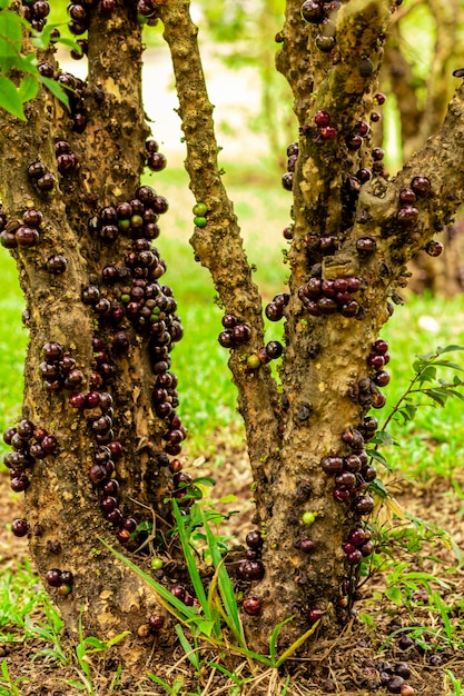 Fruta de jabuticaba madura e verde na árvore.