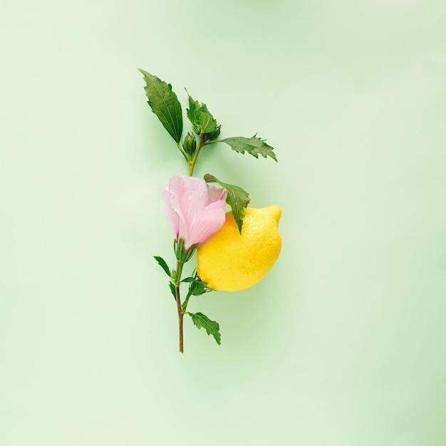 Foto fruta de limão em um galho de hibisco com folhas verdes e linda flor rosa em fundo verde