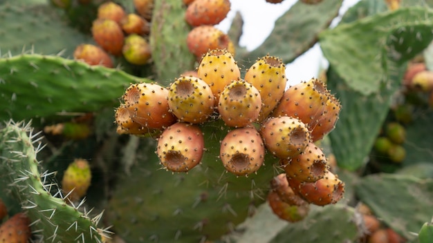 Foto fruta de pera espinhosa na sicília