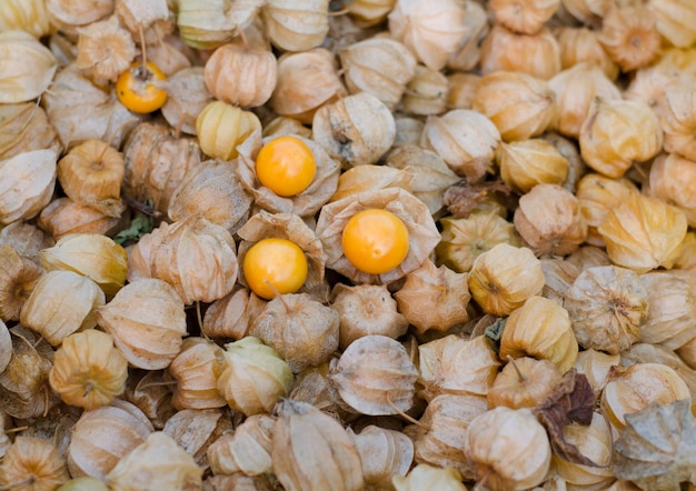 Fruta de physalis