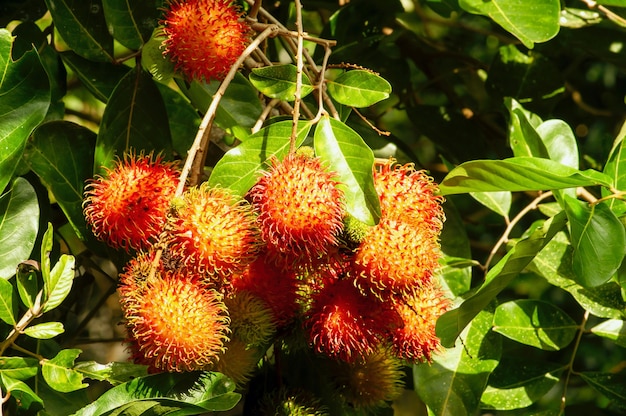 Fruta de Rambutan na árvore