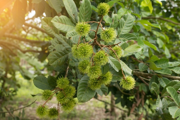 Fruta de Rambutan na planta