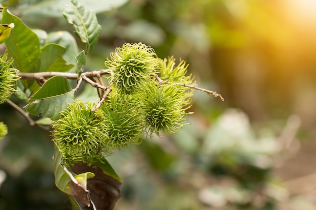 Fruta de rambutan verde na árvore, árvore de Rambutan