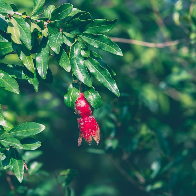 Fruta de romã madura e pequena no galho de árvore