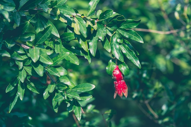 Fruta de romã madura e pequena no galho de árvore