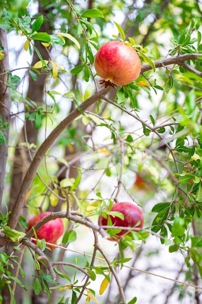 Fruta de romã madura em galho de árvore