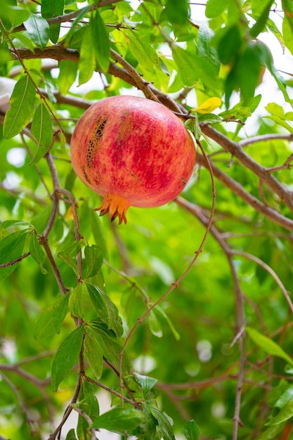 Fruta de romã madura em galho de árvore