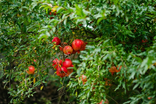 Fruta de romã quase madura pendurada na árvore