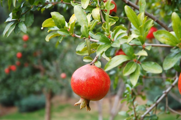 Foto fruta de romã