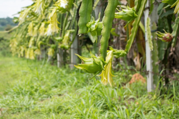 Fruta do dragão na planta na fazenda