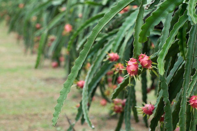 Fruta do dragão na planta